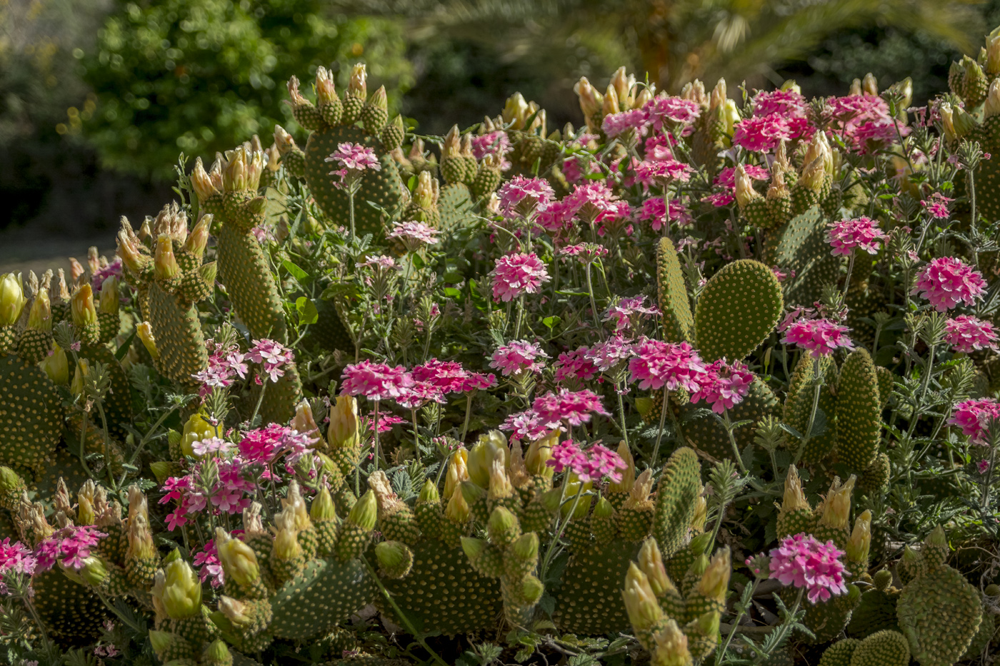 Los jardines son coloridos la mayor parte del año